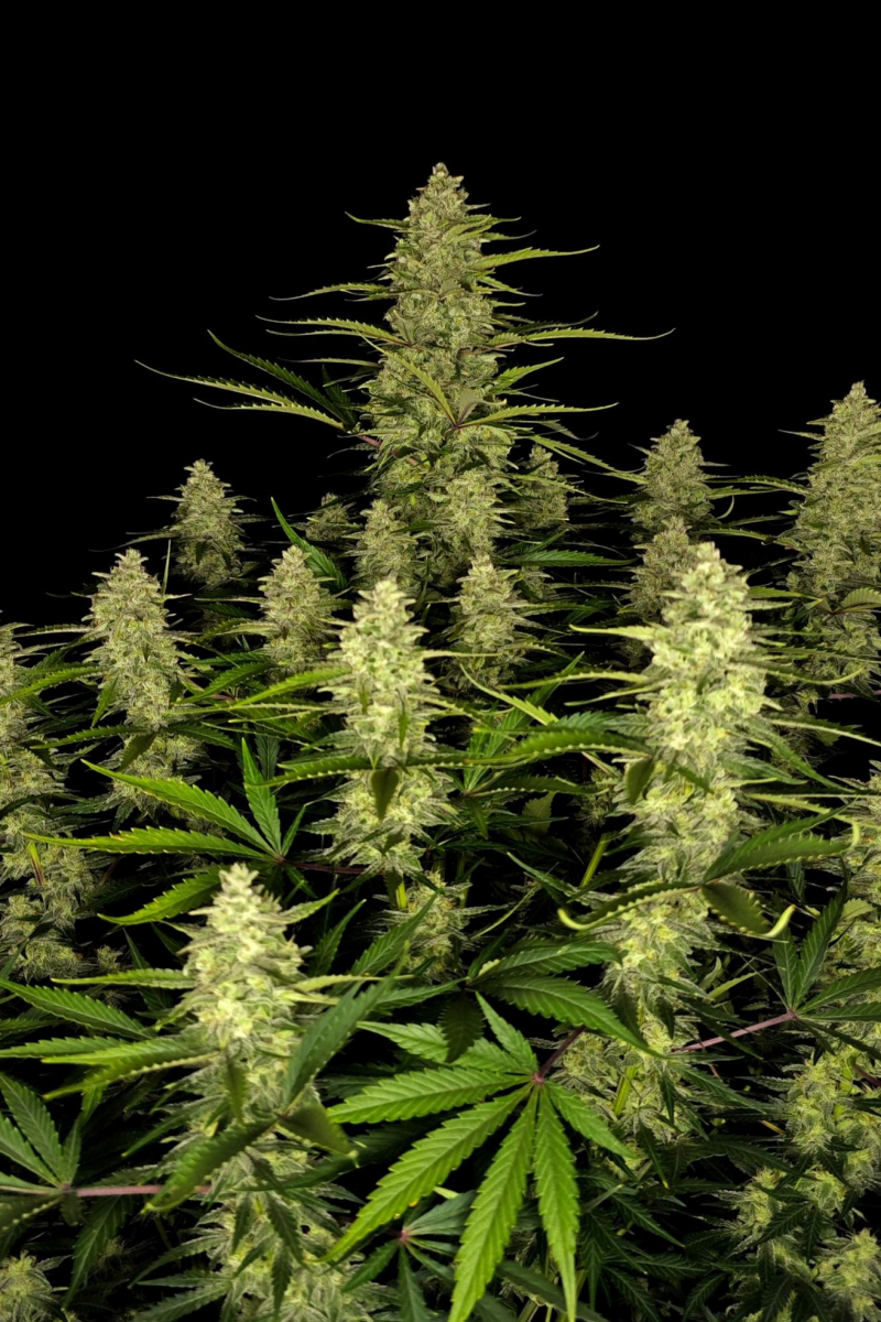 Photo of Papaya Cookies Auto