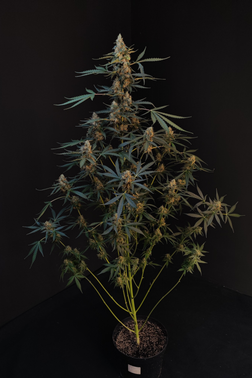 Northern Lights Auto