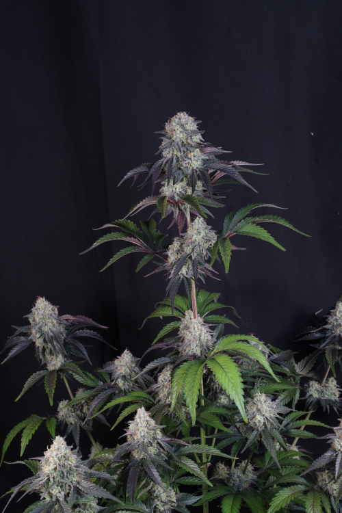 Sundae Frost Auto