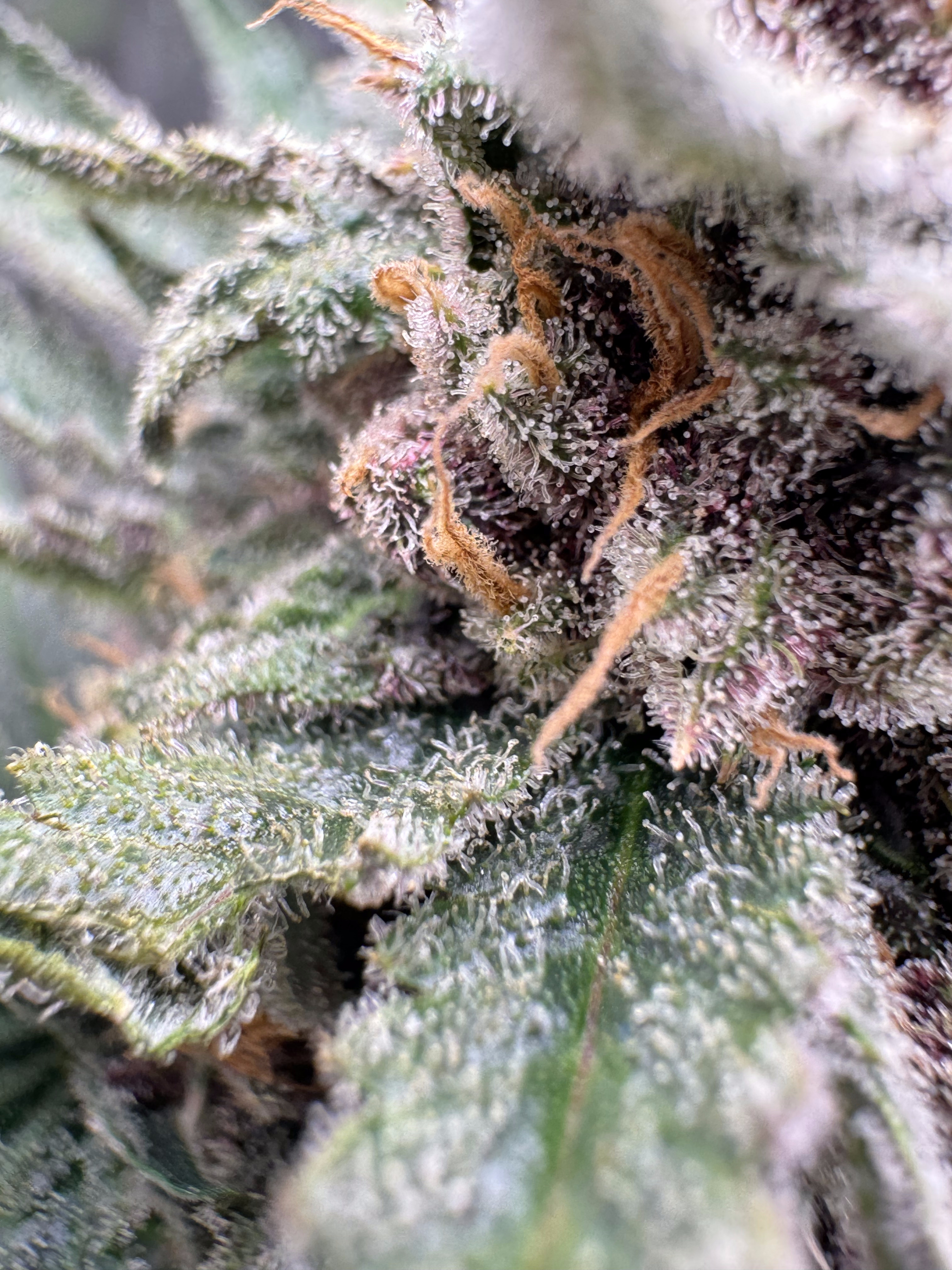 Cherry Cola Auto RF3
