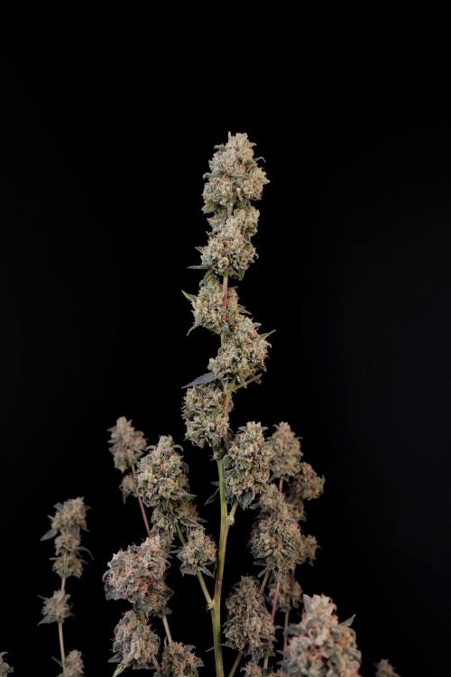 AK Auto