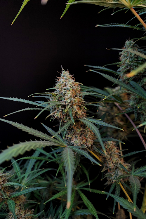 Jack Herer Auto