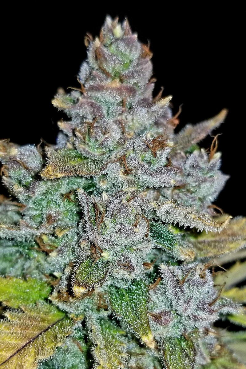 Photo of Blue Dream Auto