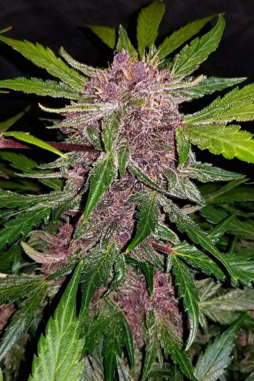 Crystal Meth Auto