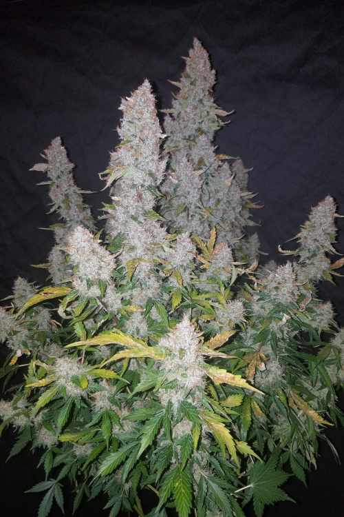 Stardawg Auto