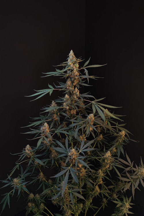 Northern Lights Auto