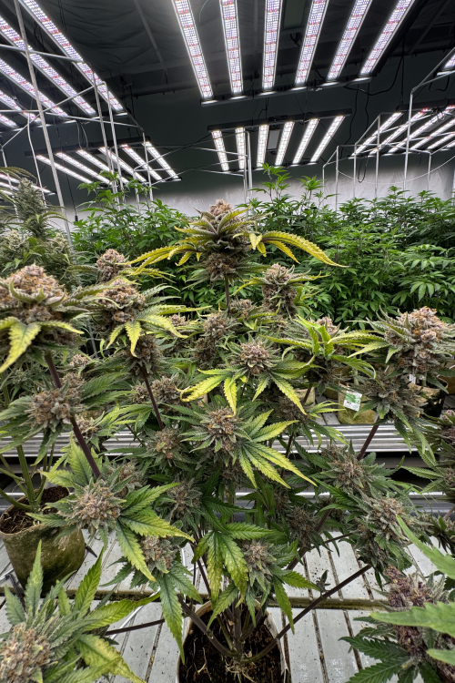 Cherry Cola Auto RF3
