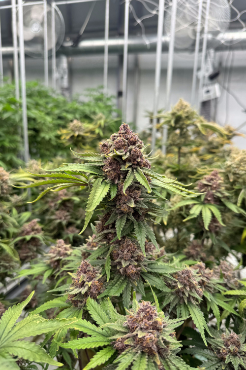 Cherry Cola Auto RF3