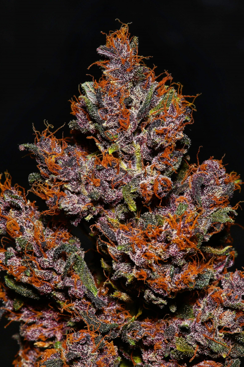 Crystal Meth Auto