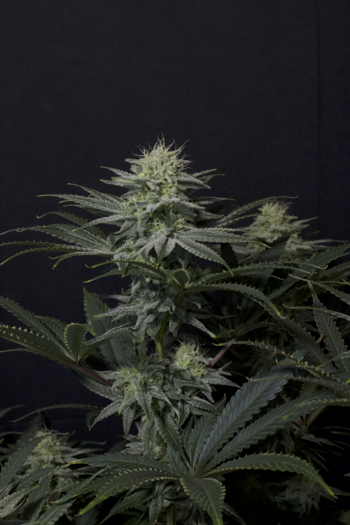 Gorilla Sherbet FF