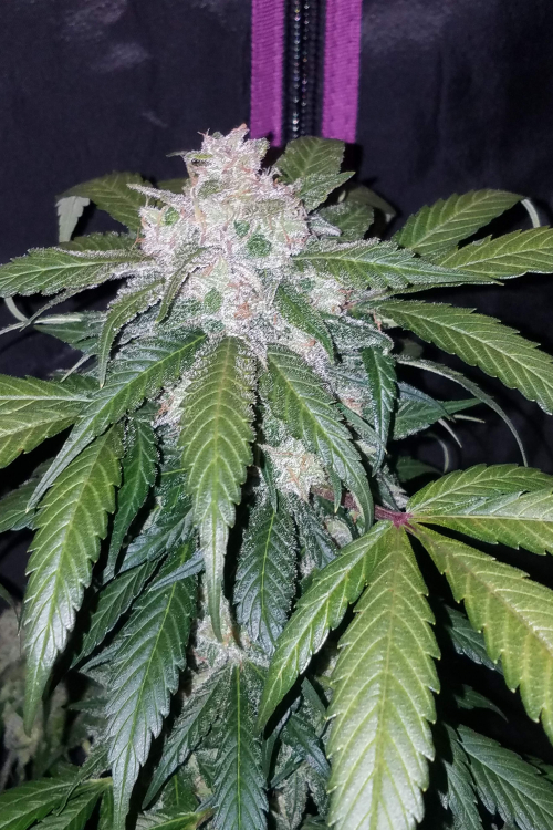 Tangie Auto