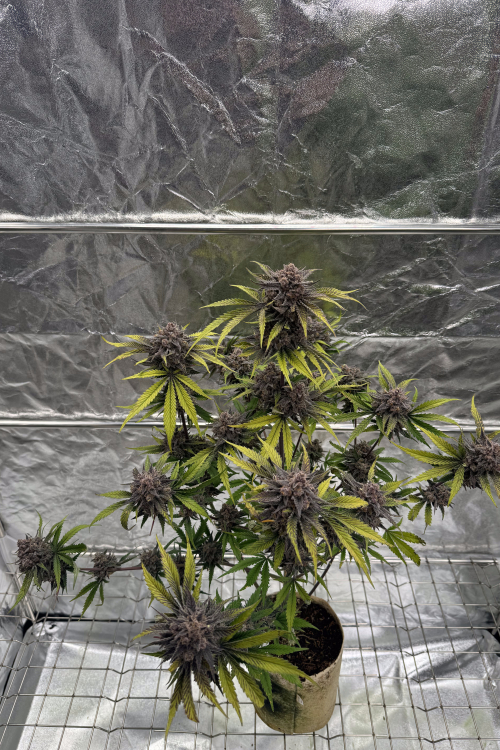 Cherry Cola Auto RF3