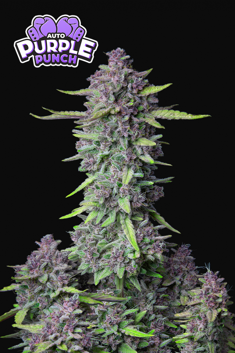 Photo of Purple Punch Auto