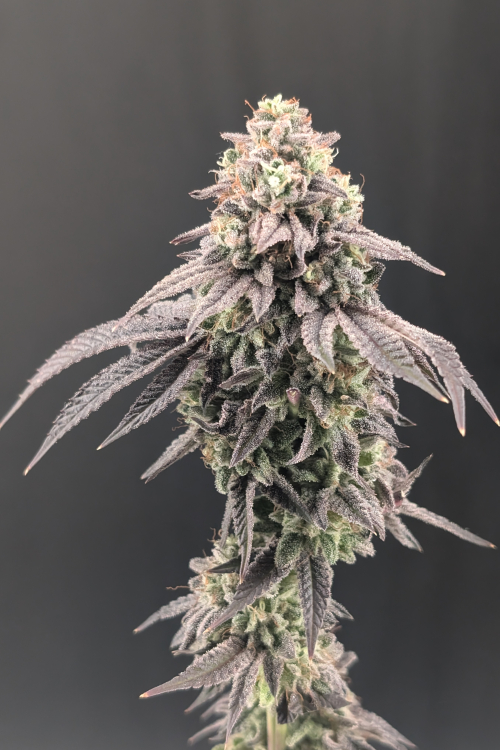 Garlic Mint Sherbet