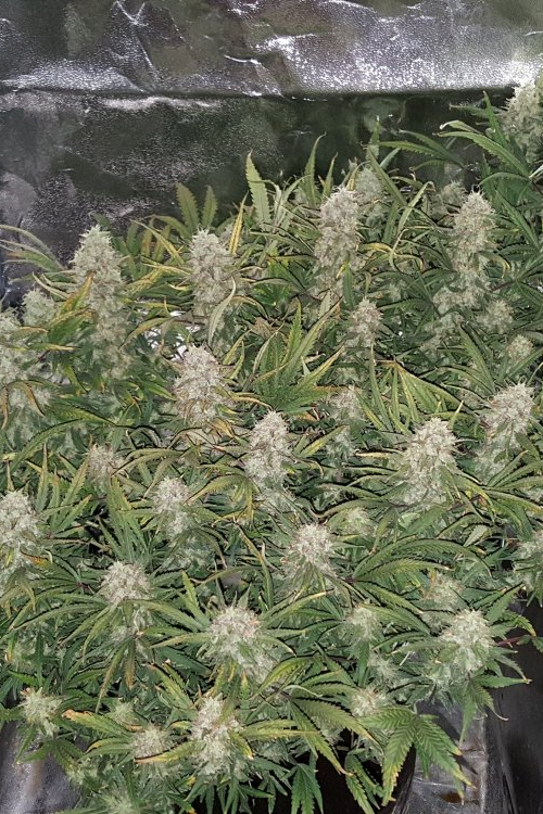 Grapefruit Auto