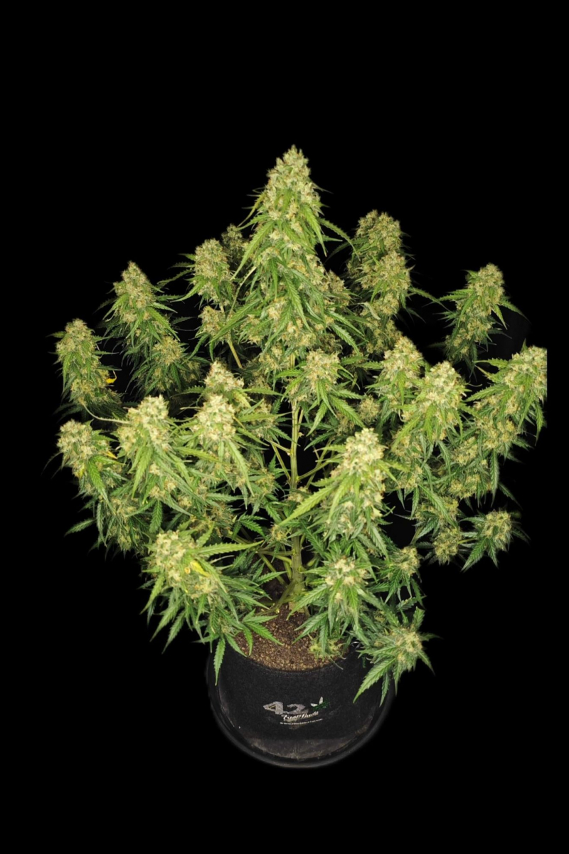 Photo of Sour Jealousy Auto