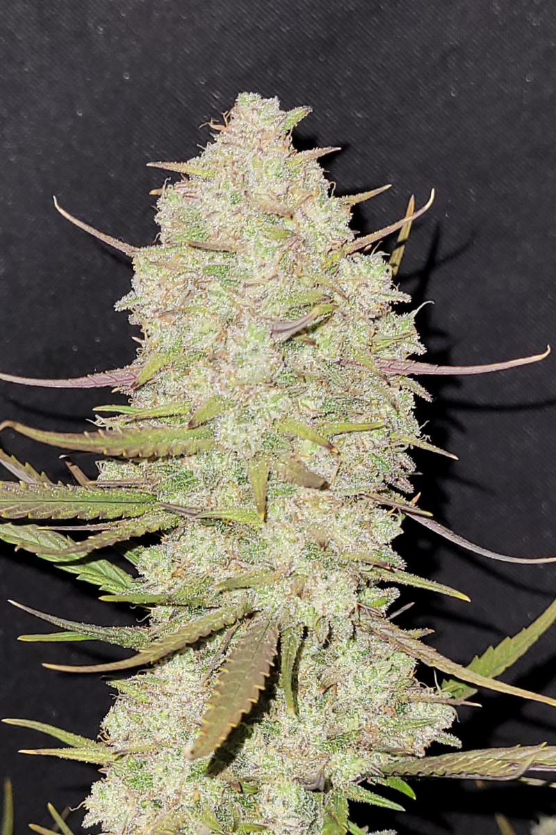 Photo of Tropicana Cookies Auto