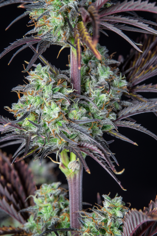 Mimosa Cake Auto
