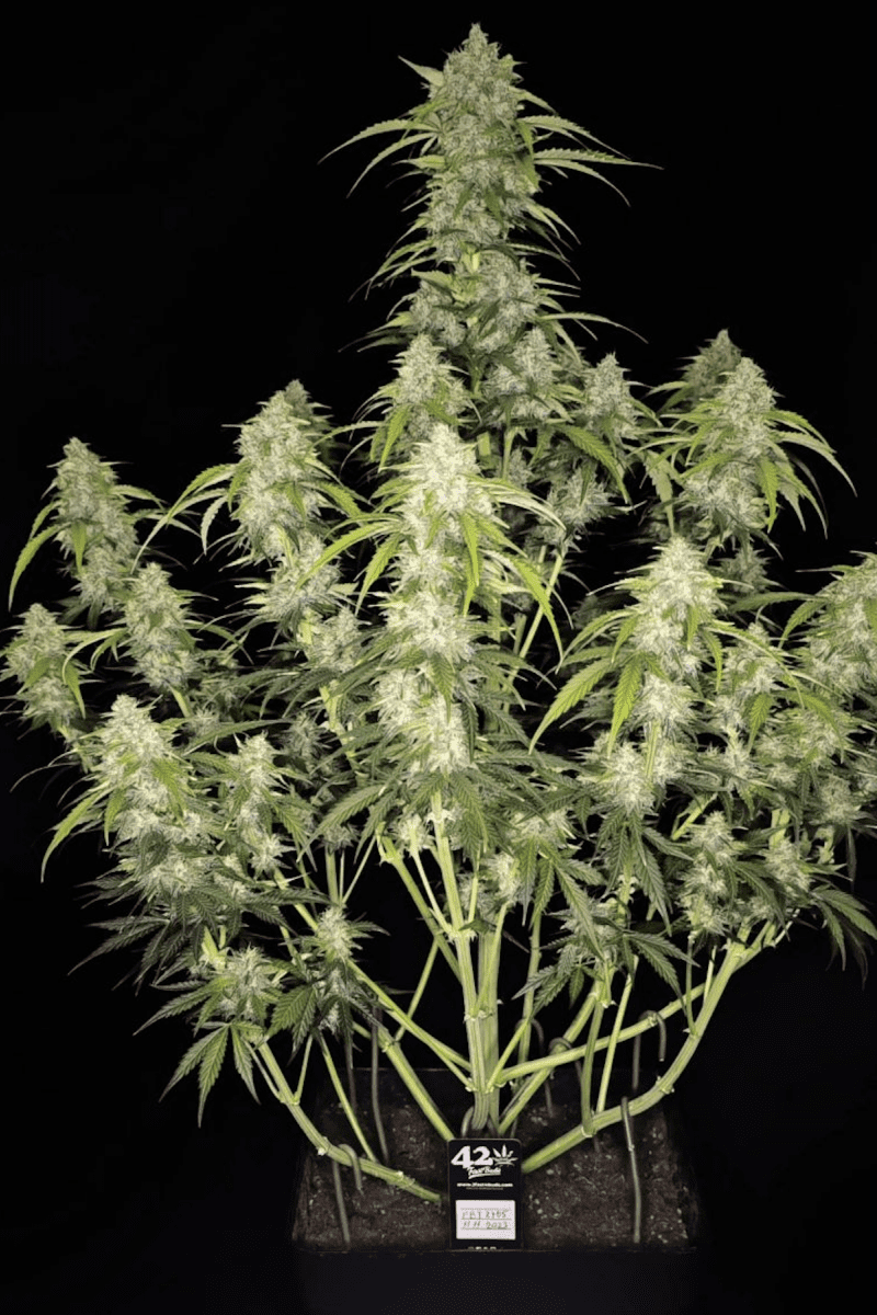 Photo of Papaya Cookies Auto