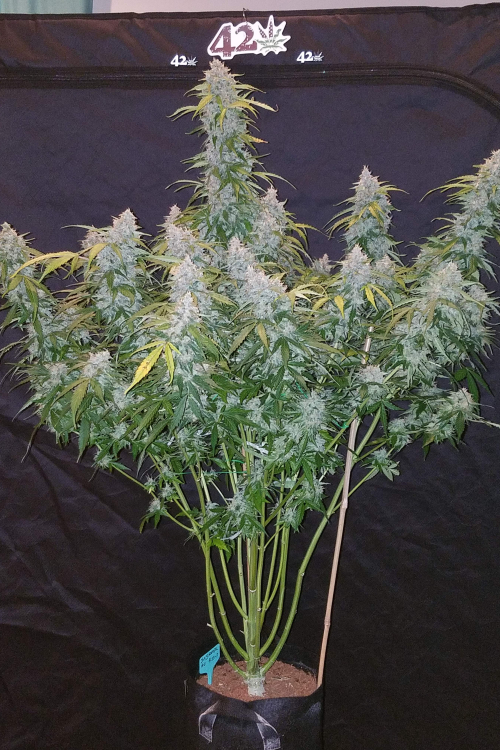 Six Shooter Auto