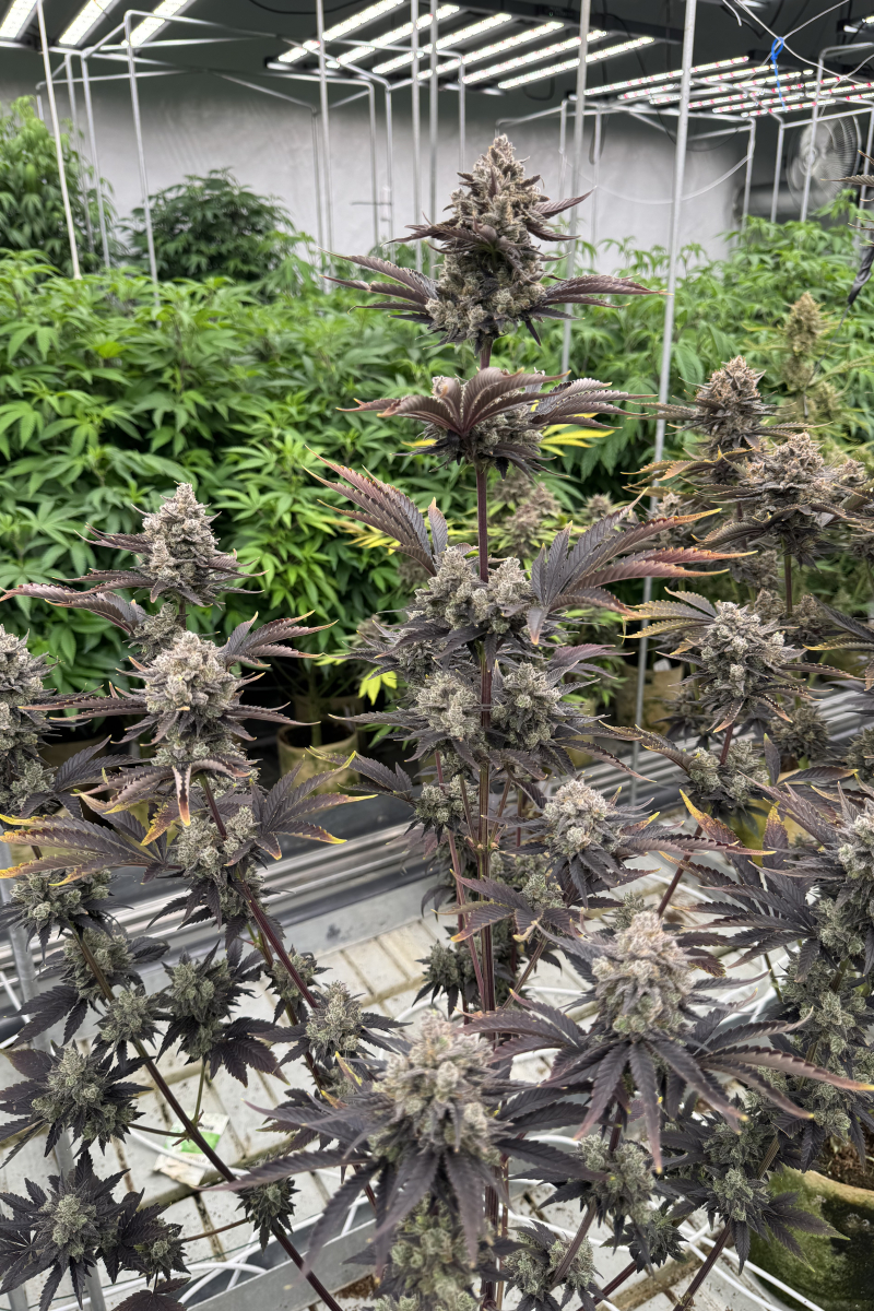 Photo of Banana Purple Punch Auto RF3