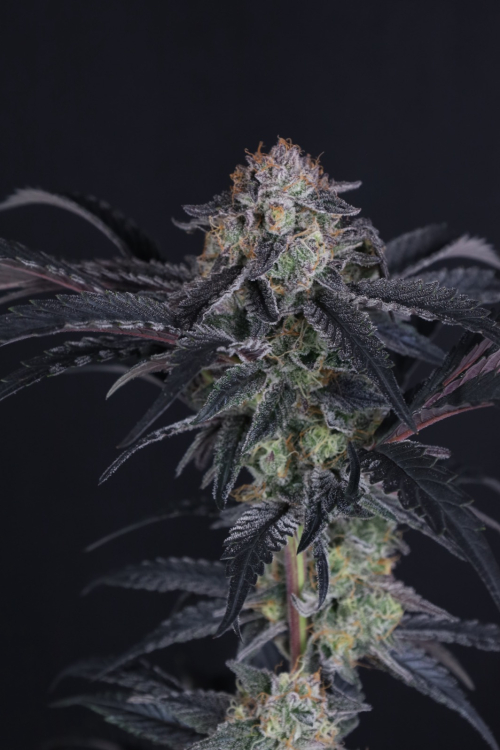 Mendo Frost Auto