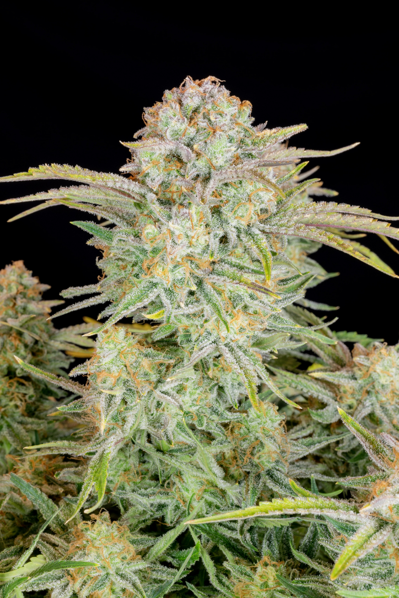 Photo of Bruce Banner Auto
