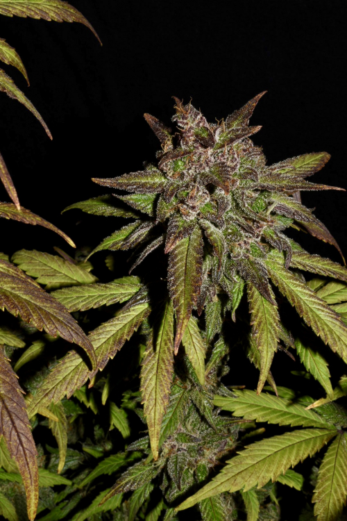 Smoothie Auto