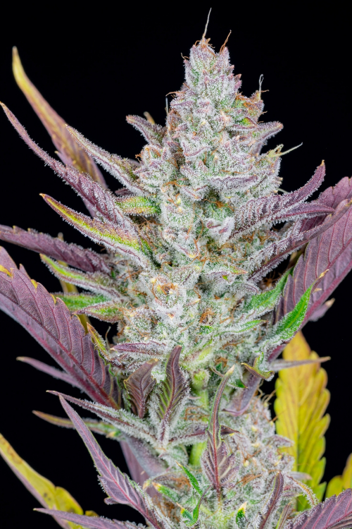 Wedding Glue Auto