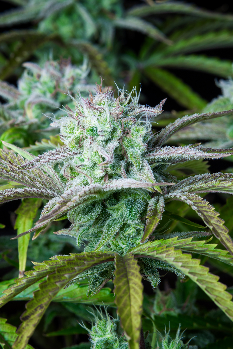 Photo of Strawberry Banana Auto