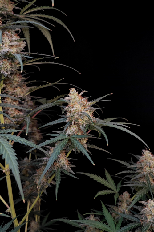 Chemdawg Auto