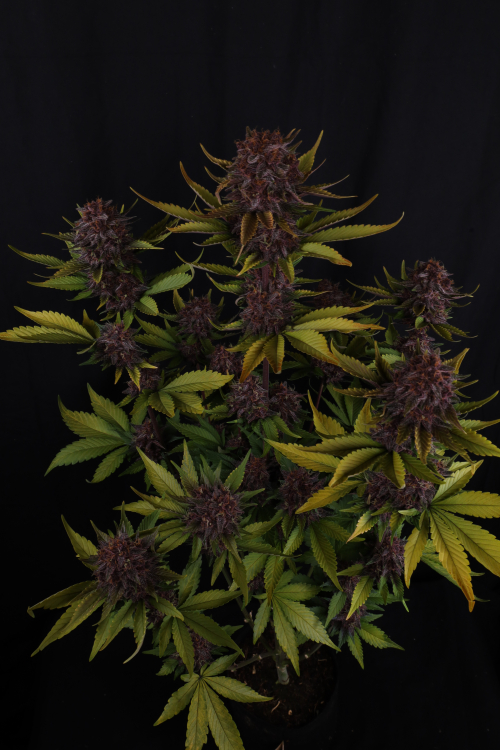 Purple Lemonade Auto RF3