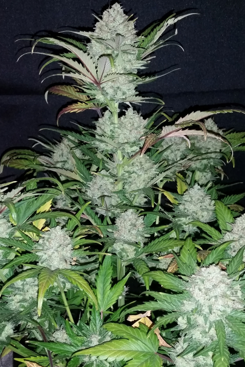 Pineapple Express Auto