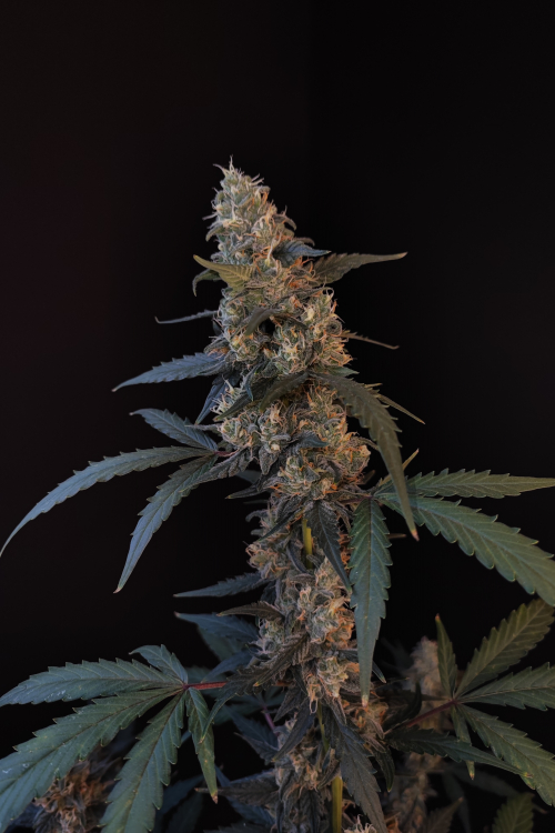 BubbleGum Auto
