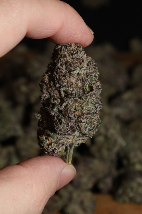 Lemon Cherry Runtz