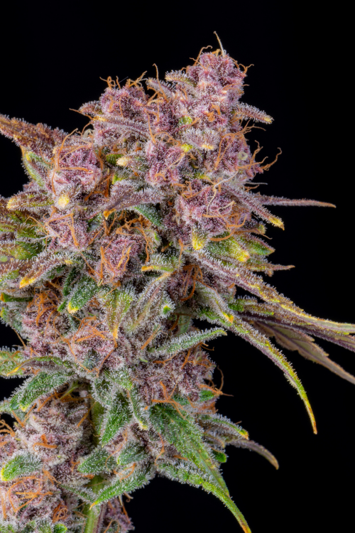 Gorilla Punch Auto