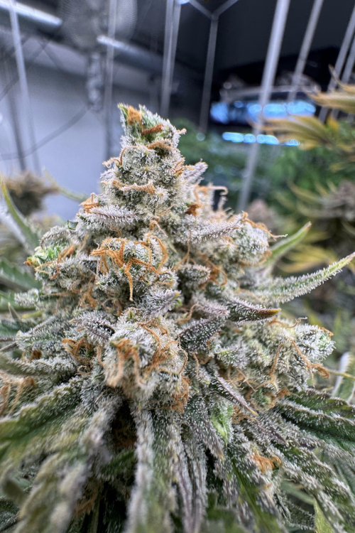 Cherry Cola Auto RF3