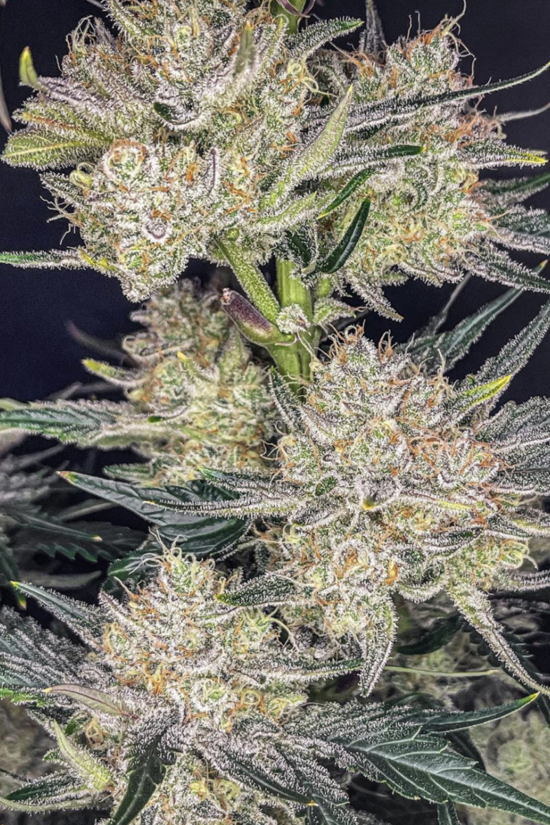 Photo of Strawberry Gorilla Auto