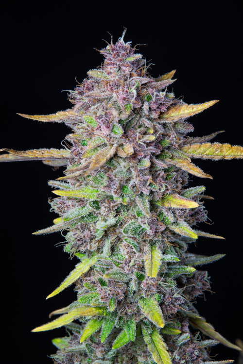 Purple Punch Auto