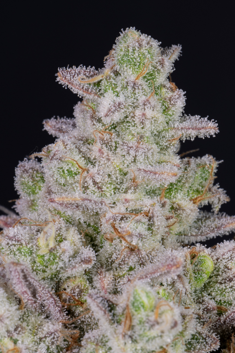 Photo of Gorilla Cookies Auto