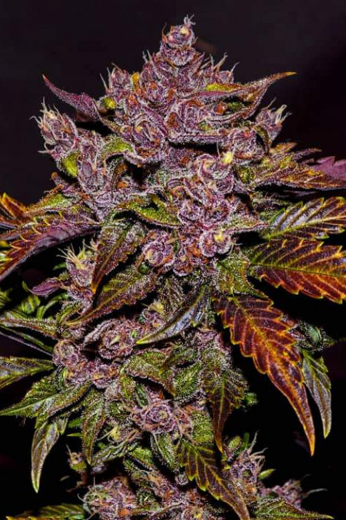 Blackberry Auto