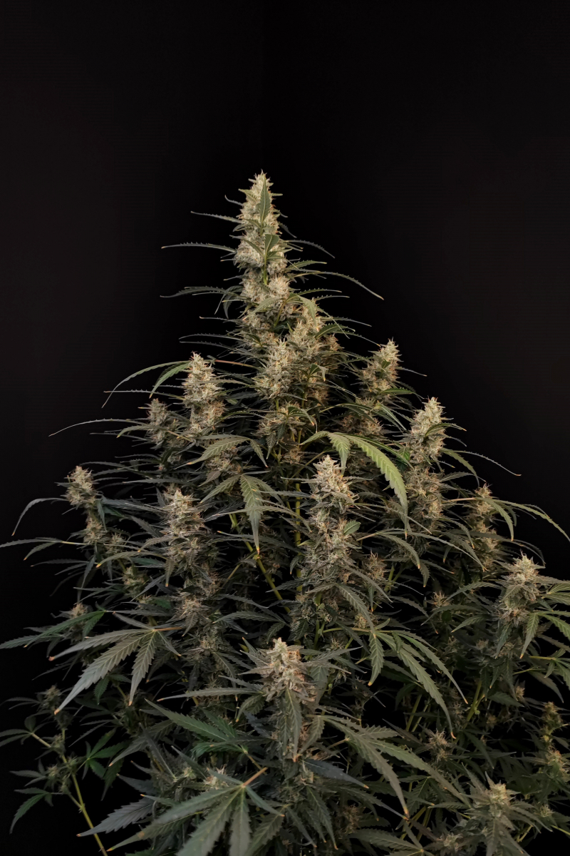Photo of Amnesia Haze Auto