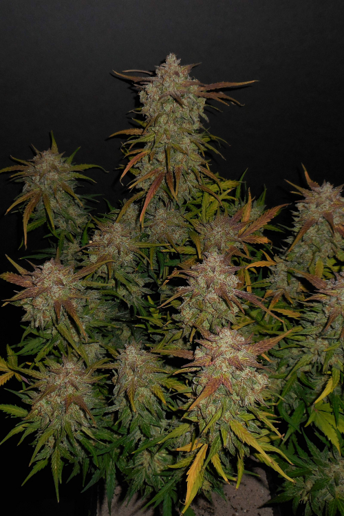 Lemon AK Auto