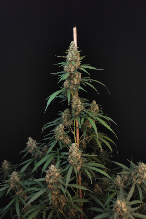 Cheese Auto