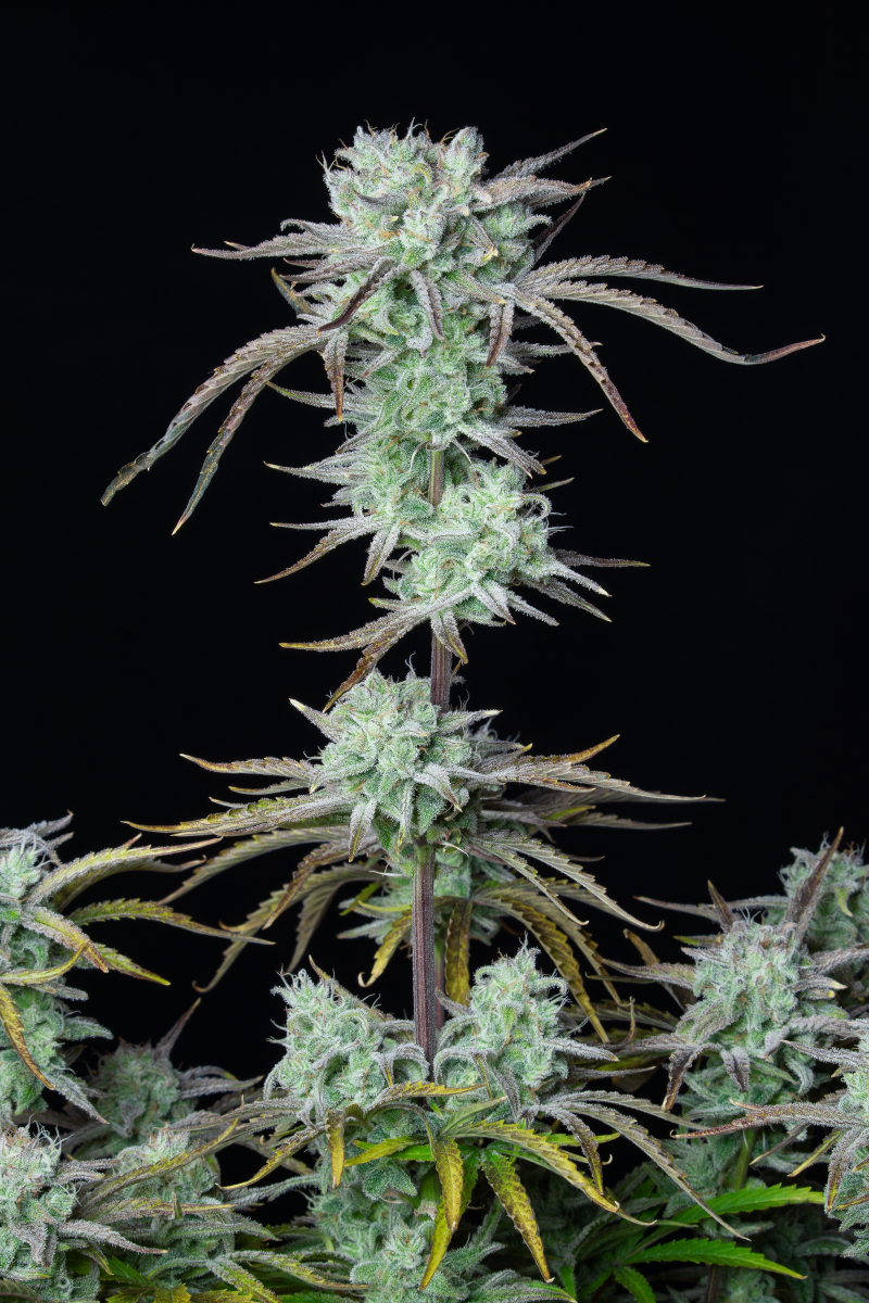 Photo of Strawberry Banana Auto