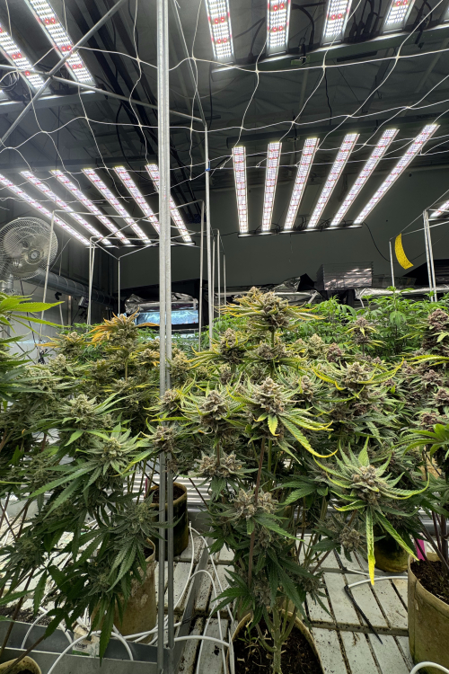 Cherry Cola Auto RF3