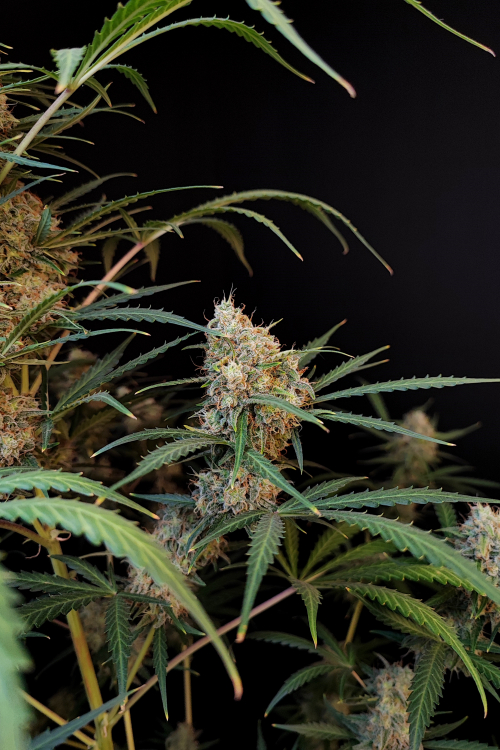 Jack Herer Auto