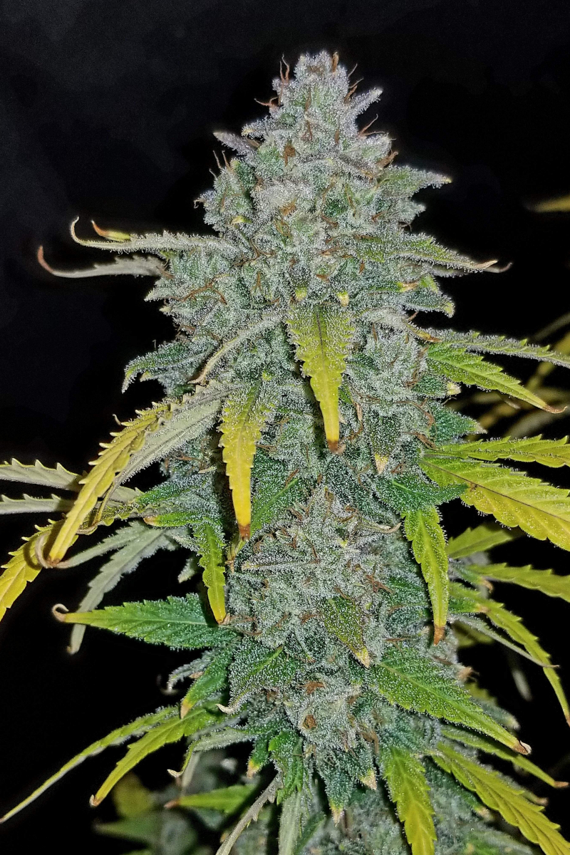 Photo of Blue Dream Auto