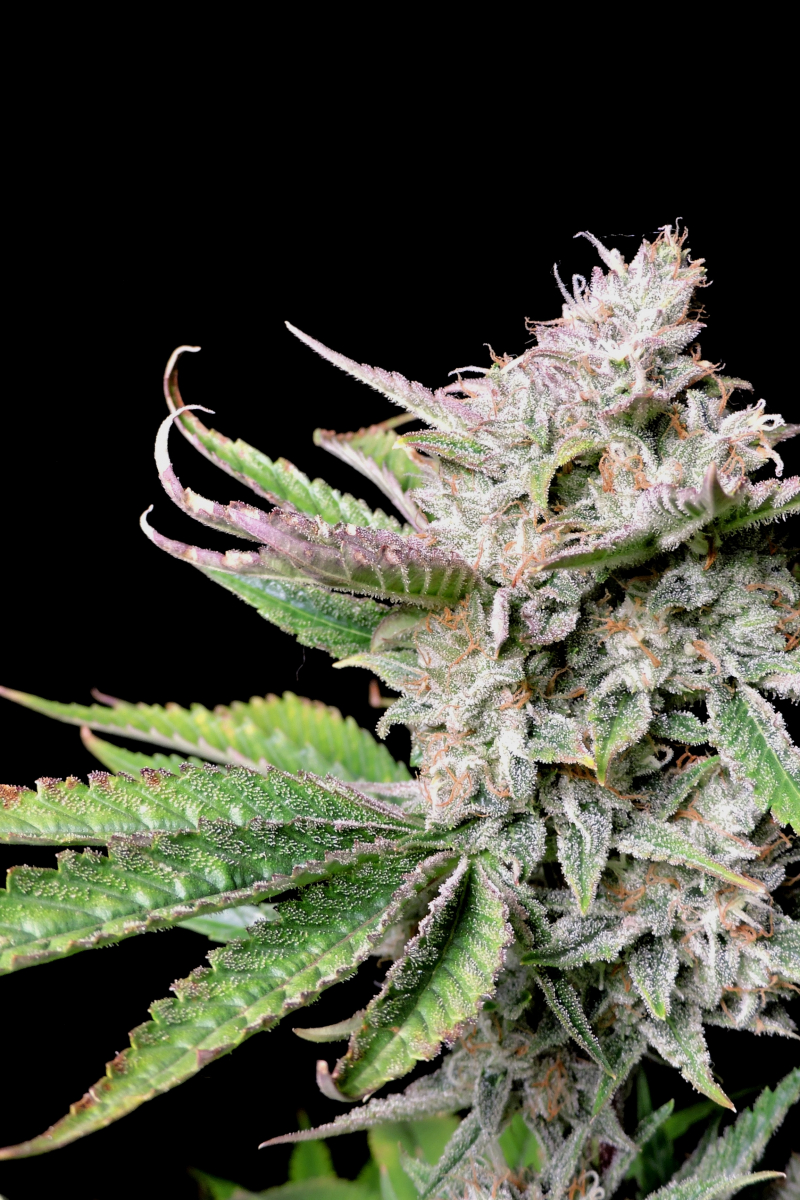 Photo of Cherry Cola Auto