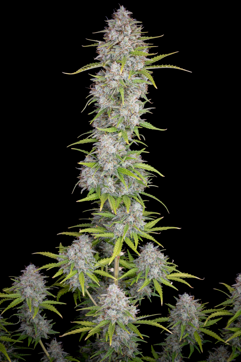 Photo of Orange Sherbet Auto